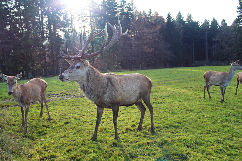 5K, group of animals, vertebrate, animals In The Wild, tree, nature, hirsch, rut, wild, wildlife, green color, animal world, land, grass, plant, antler carrier