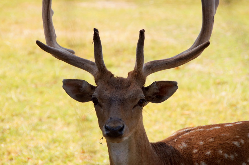 paarhufer, 5K, animal themes, animal wildlife, animal, portrait, forestry, spotted, vertebrate, day, horned, antler carrier, deer, animal head, animals in the wild