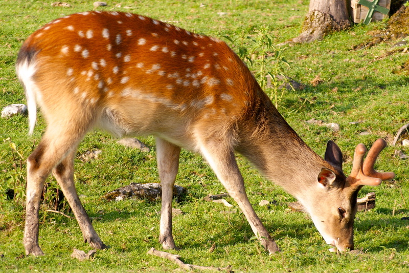 mammal, grazing, animal themes, forest, red deer, 2K, field, fallow deer, Roe Deer, horse, livestock, plant, wildlife park, Forest, vertebrate, animal wildlife