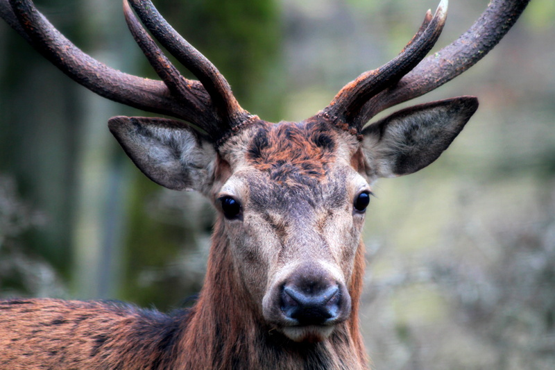 antler, wildlife park, paarhufer, domestic animals, close-up, nature, zoo, focus, forest, animal body part, forestry, animal wildlife, hunting, animal
