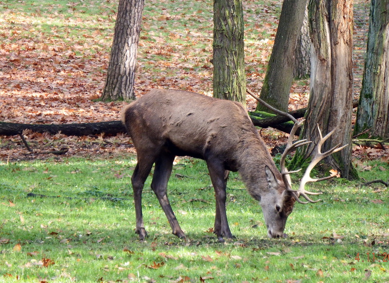 hunting, hirsch, grass, wildlife park, nature, outdoors, autumn, animal wildlife, forest, food, red deer, vertebrate, trunk, animal, day, 2K, forestry