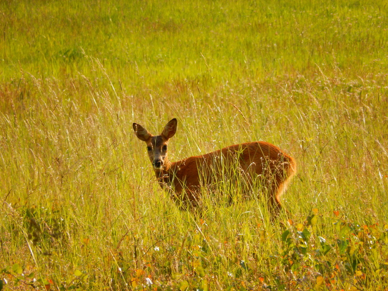eat, damm wild, animal themes, antler, wild, day, outdoors, land, paarhufer, plant, red deer, forest animal, graze, 4K, vertebrate, roe deer, mammal, meadow