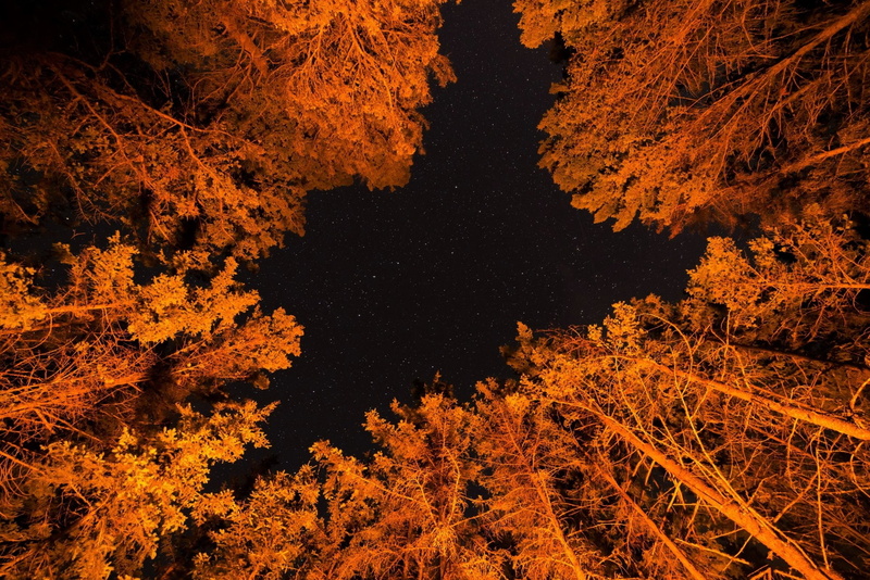 1080P, Canopy, Forest, Night, Stars, Tree, Trees, Earth, Foliage, Orange, Fall