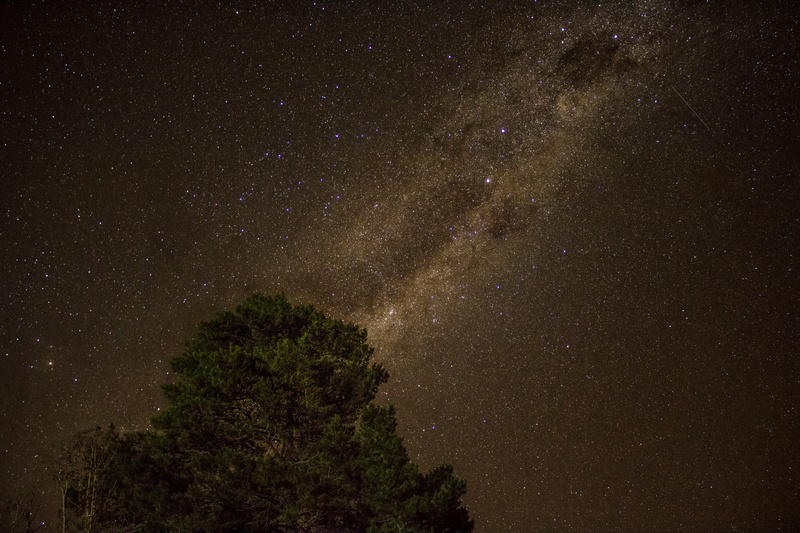 galaxy, night, 2K, tree, starry, nature, sky, universe, falling stars, astronomy, star, star - space, dust, night sky, stars, milky way, low angle view