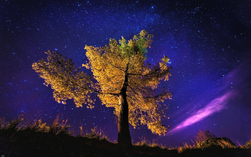 Tree, Trees, Photography, Fall, Starry Sky, 1080P, Night, Stars
