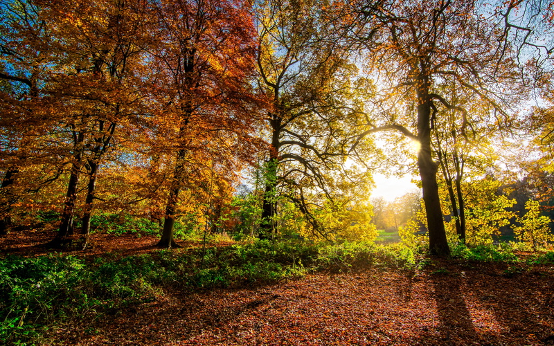 tranquil scene, sunrays, woodland, tranquility, yellow, outdoors, trees, autumn, sun, 5K, autumn tree, nostell priory, sunshine, red, landscape, photography