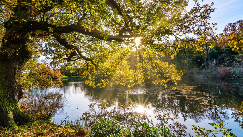tree, radiance, beautiful inspirational, scenics - nature, autumn, yellow, seasons, autumn tree, lake, 5K, water, sky, sun star, no people, landscape
