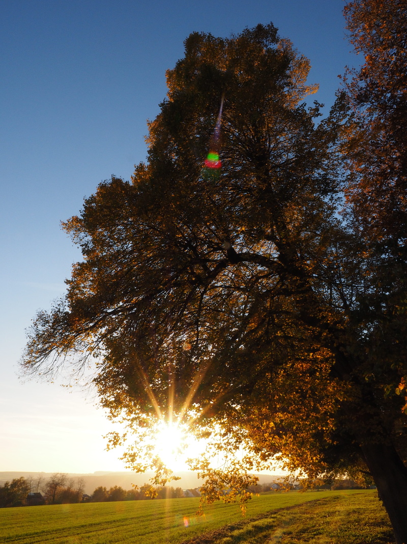 stone linde, back light, sky, linde, 4K, clear sky, sun, autumn, dazzling star, tranquil scene, lime tree, tree, beauty in nature, no people, lime plant