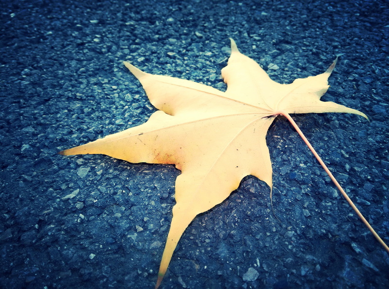 leaves, yellow, beijing, nature, autumn, south park, day, fragility, maple, leaf, change, maple leaf, outdoors, high angle view, no people, textured, asphalt