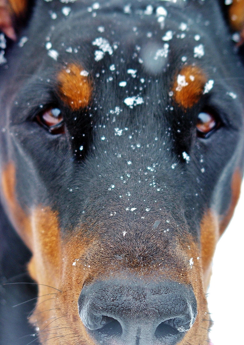 animal wildlife, animal, domestic animals, portrait, no people, herbivorous, livestock, animal nose, animal body part, animal themes, luna snowy face, doberman