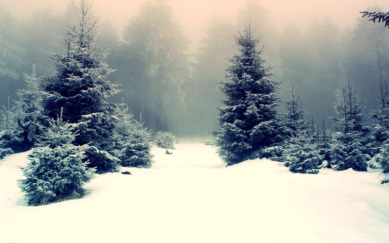 trees, cone, 1080P, nature, snow, green, tree, snowy, winter, 1920x1200, pine, fir