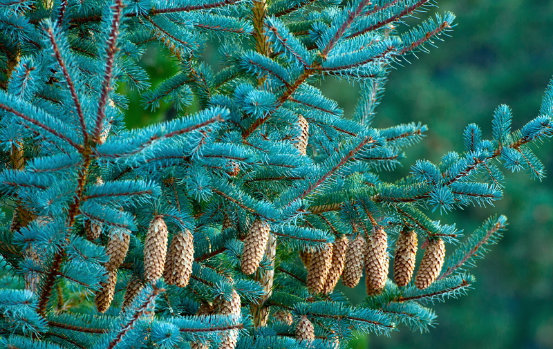 growth, fir Tree, twig, leaf, pinaceae, evergreen Tree, forest, coniferous Tree, tranquility, blue, winter, green Color, white, summer, tree, backgrounds