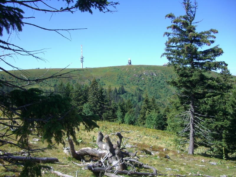 feldberg, non-urban scene, field, black forest, outdoors, 1080P, spruce, land, no people, beauty in nature, day, landscape, blue, rhizome, clear sky, environment