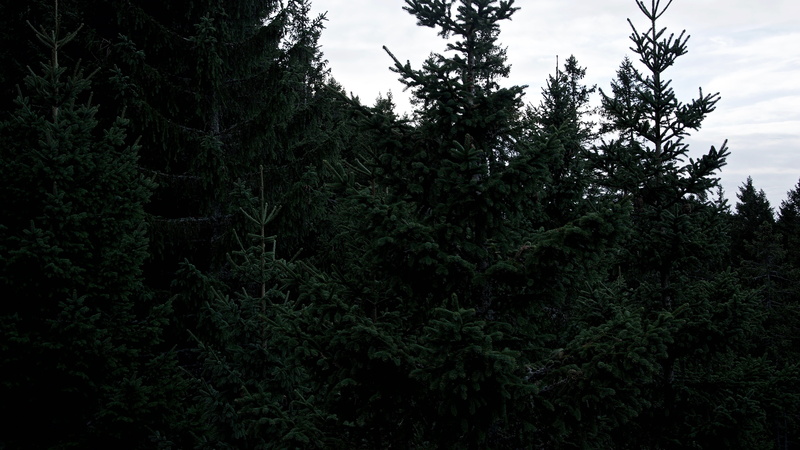 5K, low angle view, cloud - sky, nature, foliage, sky, fir tree, beauty in nature, fall, christmas, non-urban scene, plant, nesselwang, deutschland, outdoors