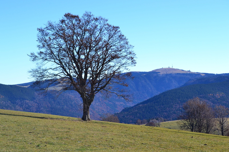 land, mountain, feldberg, black forest, blue, bare tree, tranquil scene, plant, nature, panorama, 4K, schauinsland, scenics - nature, environment, outlook