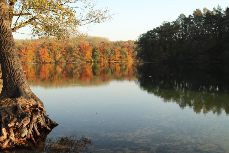 autumn, sky, colourful, outdoors, beauty in nature, landscape, tranquil scene, forest, water, orange color, tree, fall, reflection, plant, non-urban scene