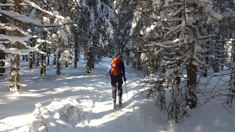 backcountry skiiing, outdoor, touring skis, covering, pine, beauty in nature, snow, 4K, skiing, rear view, woodland, skitouren predecessor, forest, land