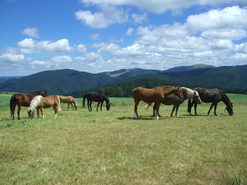 dump, vertebrate, plant, sky, domestic, pets, herbivorous, 1080P, mammal, no people, clouds, field, domestic animals, livestock, cloud - sky, paddock