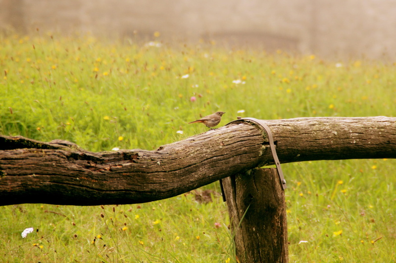 tree, plant, meadow, animal, foggy, 2K, timber, nature, animal wildlife, flying, day, wood, bird, no people, wood - material, bar, focus on foreground