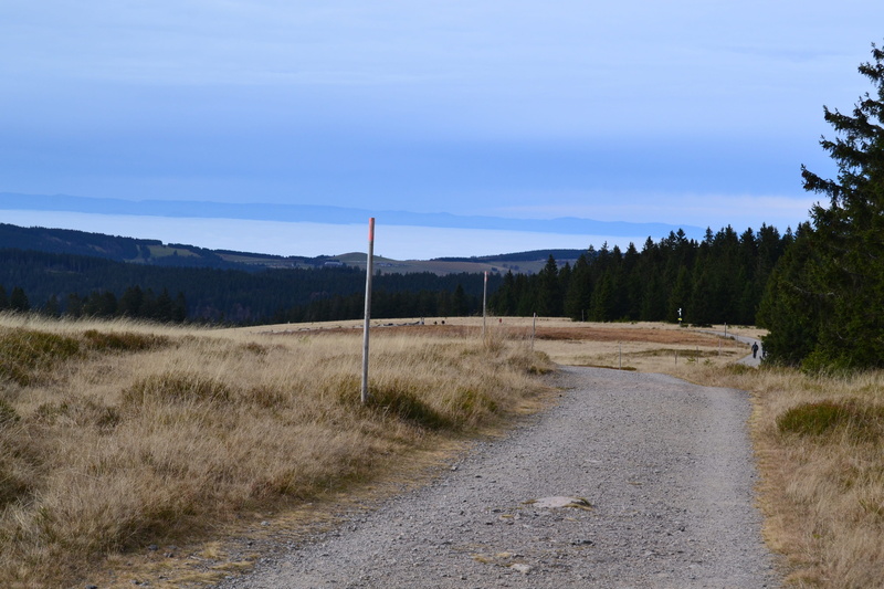 view, scenics, no People, land, day, 4K, Black Forest, tranquil scene, plant, beauty in nature, tree, scenics - nature, grass, non-urban scene, horizon