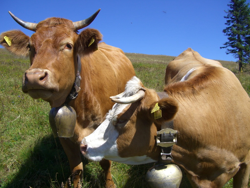 cow, day, juicy grass, bull - Animal, group of animals, Feldberg, vertebrate, animals And Pets, muh, cattle farming, cows, animal themes, domestic, field
