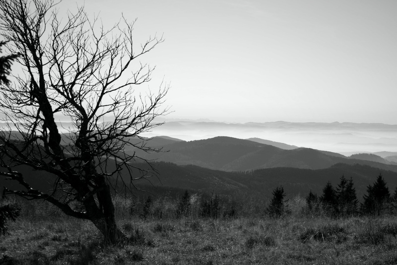 outdoors, idyllic, scenics, non-urban scene, branch, land, tranquil scene, scenics - nature, karg, day, plant, no people, fog, bare tree, arid, dry, black forest