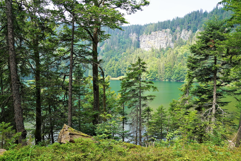 tree trunk, fun, scenics - nature, tranquil scene, freiburg, landscape, day, places of interest, pine tree, tranquility, hill, beauty in nature, black forest