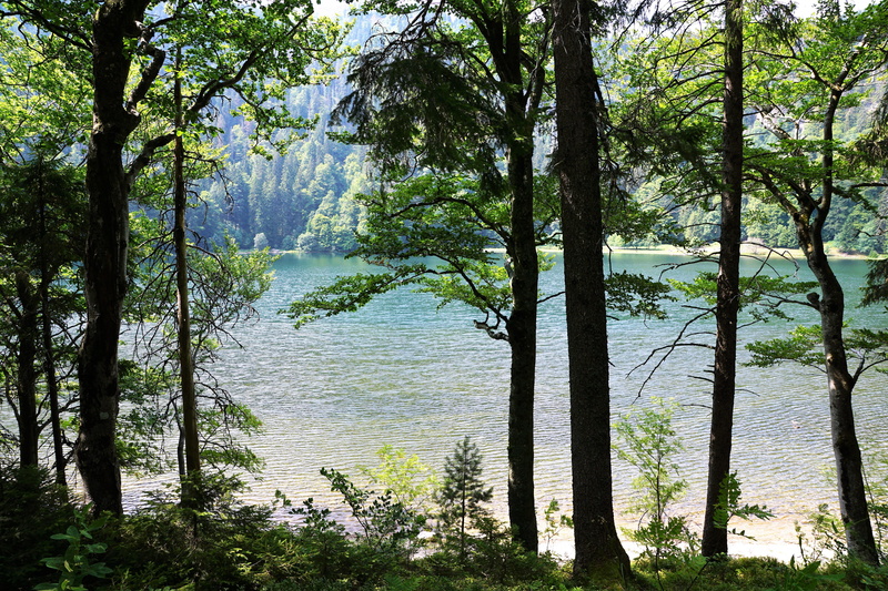 pine woodland, places of interest, water, freiburg, tree trunk, no people, outdoors, environment, freiberg, growth, tree, alaska, scenics - nature, fun