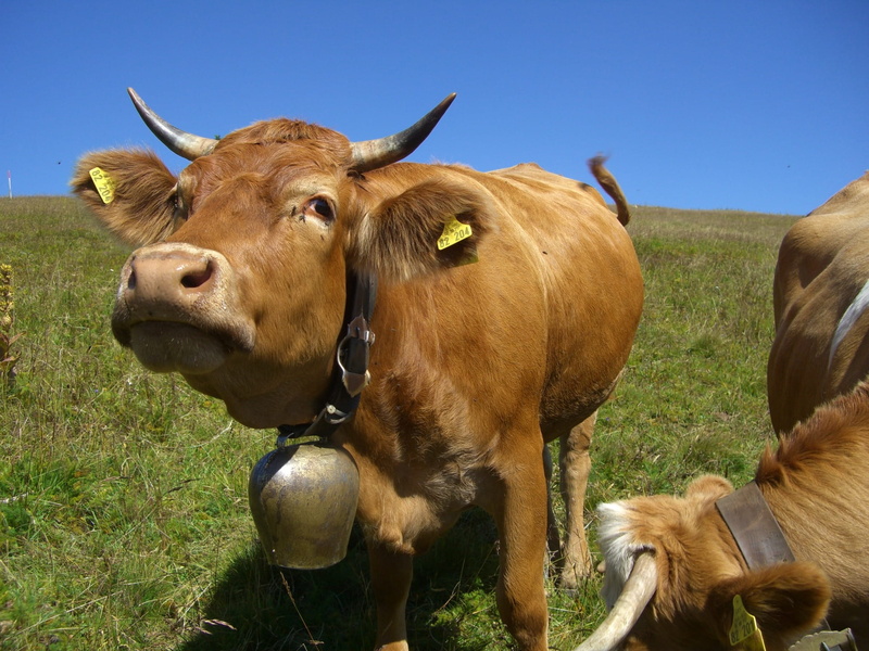 pasture, Cow, animal themes, land, field, cattle, alpine meadow, pets, outdoors, vertebrate, mammal, Clamp, nature, no people, domestic, Sky Blue, meadow