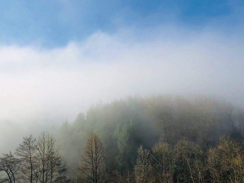 plant, germany, no people, black forest, 2K, nature, mist, environment, non-urban scene, cloud - sky, tranquility, idyllic, outdoors, hazy, day, morning