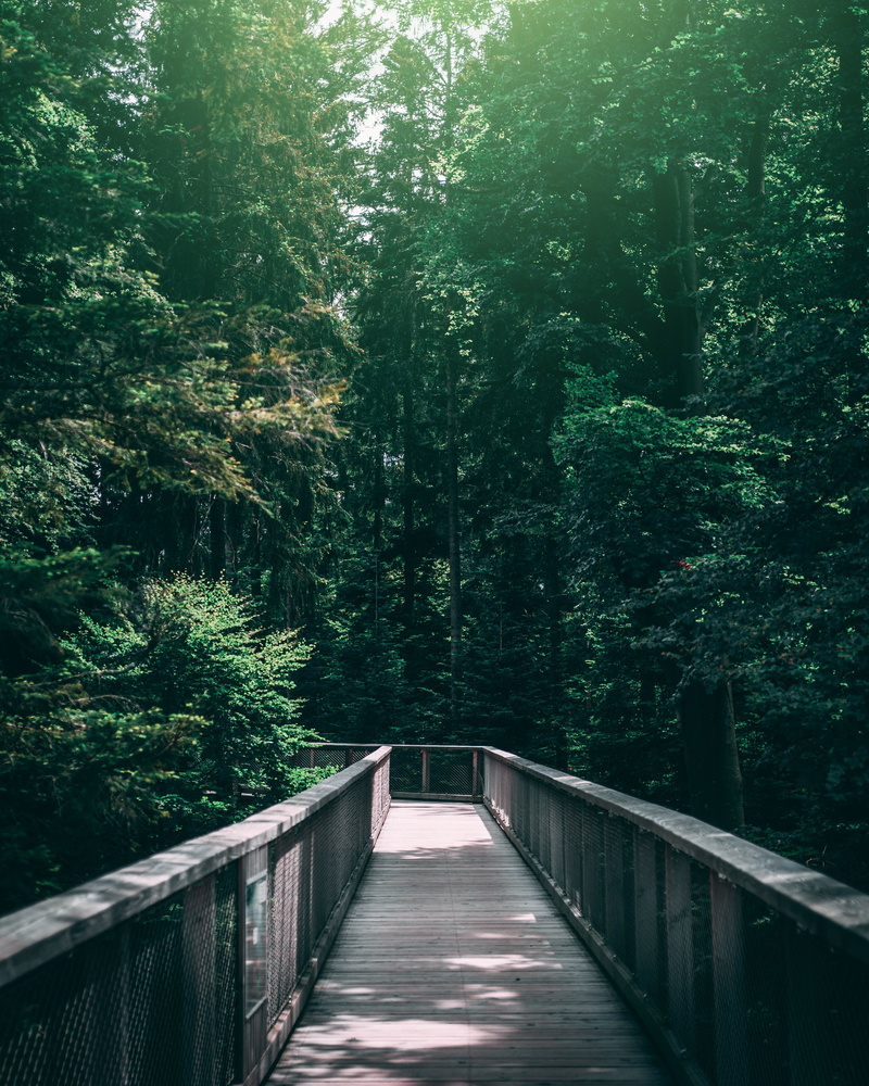 vegetation, surrounded, foliage, no people, brown, railing, 4K, dark, trees, mystical, outdoors, bridge - man made structure, bad wildbad, tree, nature