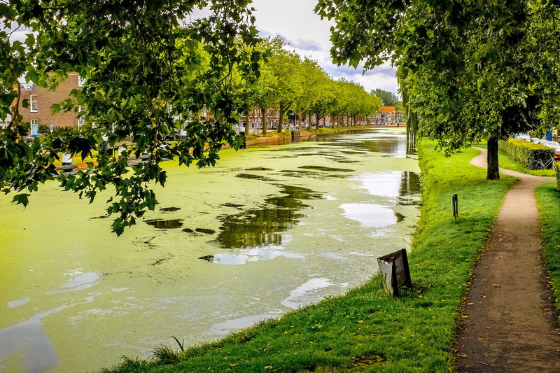 landscape, grass, alga, park - man made space, plant, froth, footpath, 4K, growth, park, architecture, tree, outdoors, no people, beauty in nature, tranquility