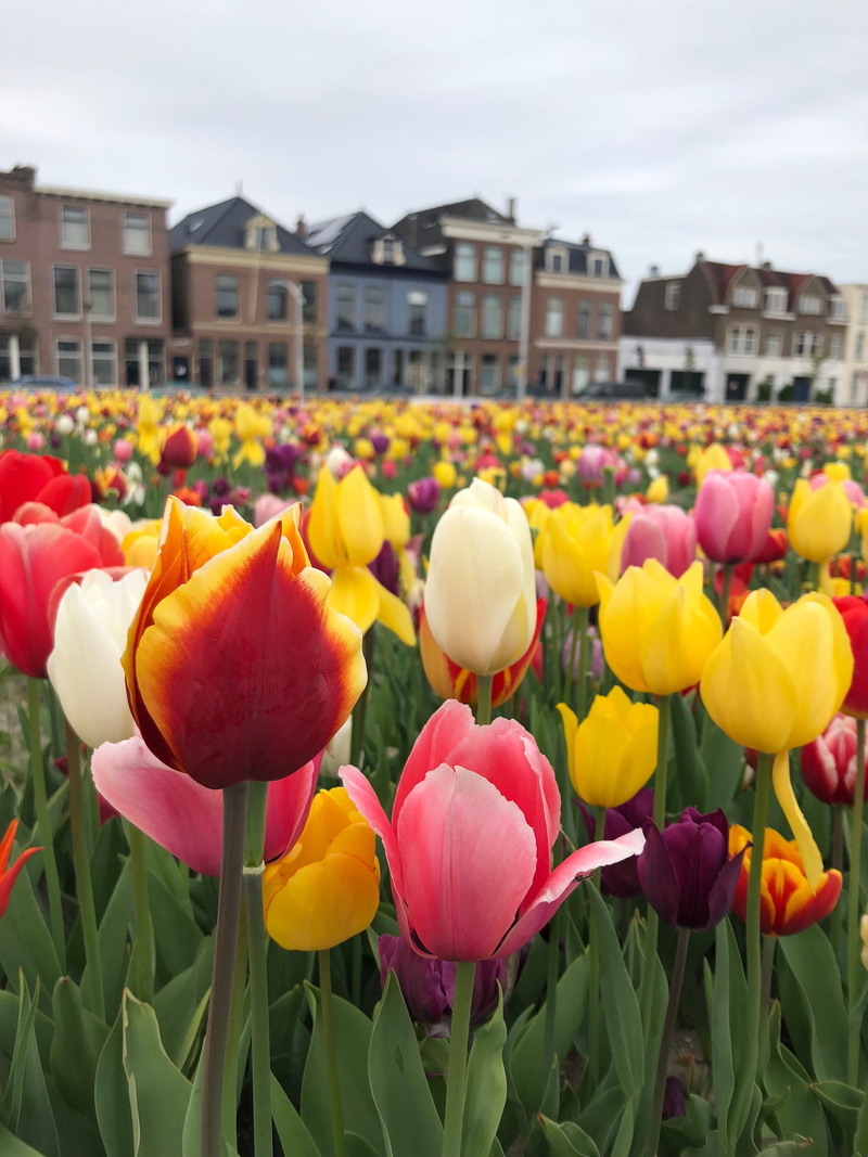 flower head, growth, flowerbed, fragility, tulip, outdoor, 4K, petal, plant, day, yellow, flower, netherlands, freshness, flowers, holland, tulips, beauty in nature