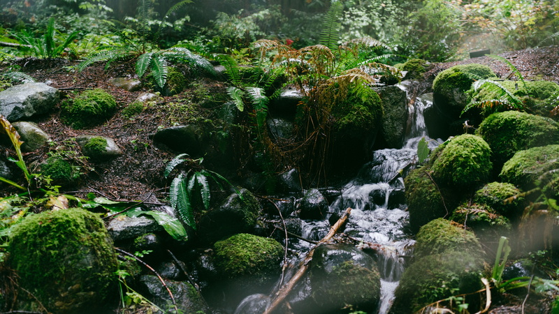 rainforest, water, solid, green color, tree, capilano suspension bridge, forest, land, canada, motion, no people, beauty in nature, flowing water, long exposure