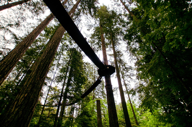 canada, sky, growth, green color, beauty in nature, west vancouver, woodland, capilano suspension bridge, nature, tree canopy, branch, 4K, plant, trunk