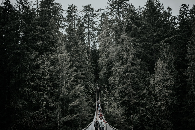 scenics - nature, growth, day, wald, tranquil scene, explore, building, tranquility, vancouver, idyllic, 5K, green color, plant, suspension bridge, adventure