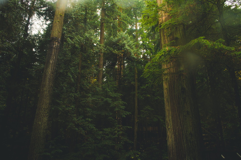 beauty in nature, outdoors, jungle, tranquil scene, foliage, trunk, redwood, tranquility, growth, west vancouver, scenics - nature, lush foliage, tall