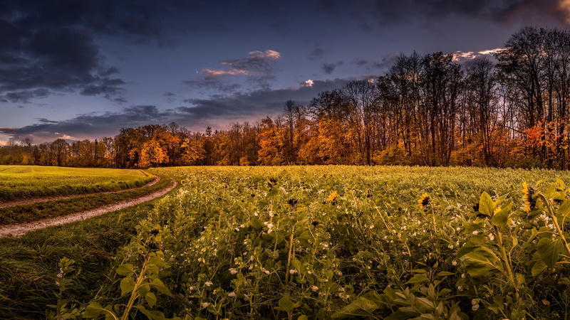 fall, px, plants, soul, calibur, 1080P, Trees, x, art, games, hd, 1920x1080 px, sky, Landscape, video