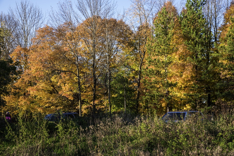 landscape, pike, yellow, tranquility, rural Scene, land, lake, green Color, transportation, 5K, scenics, trees, plant, scenics - nature, United States