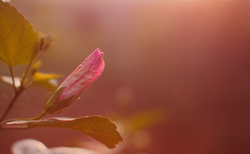 pink flowers, soft, plants, macro, 1080P, flowers