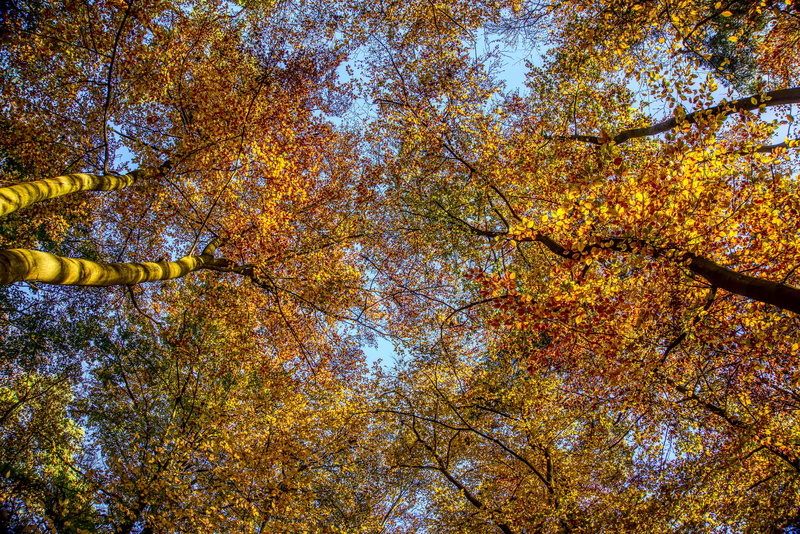 nature, yellow, beauty in nature, directly below, plant part, romantic, light, tree canopy, orange color, landscape, mood, outdoors, leaf, no people, growth