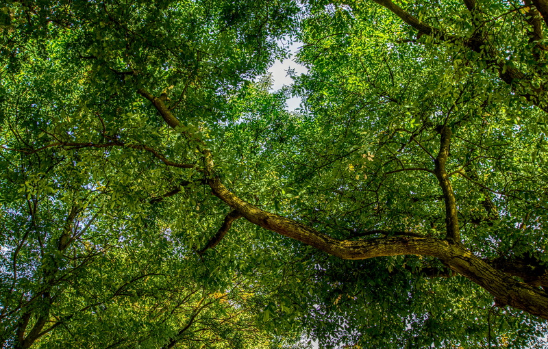 day, tree trunk, tranquility, branch, contrast, growth, land, high dynamic range, plant, foliage, tree, trunk, no people, green color, branches, treetop