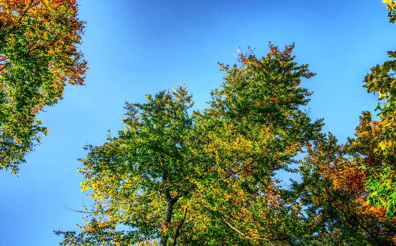 beauty in nature, high dynamic range, growth, crown, sunlight, contrast, branch, tranquility, colorful, blue, 5K, plant, clear sky, leaves, foliage, sky