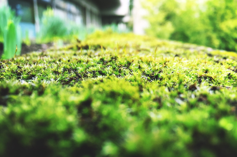 sunlight, plant part, tranquility, close-up, surface level, nature, moss, field, 2K, plant, united states, environment, leaf, no people, land, day, portland