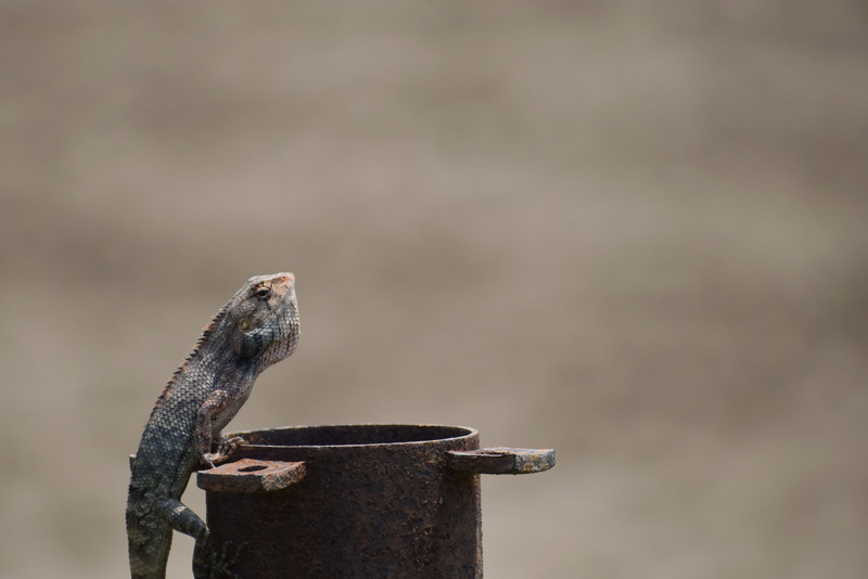 animal wildlife, animals in the wild, lizard, one animal, day, no people, summer, 4K, side view, natural, forest, focus on foreground, vertebrate, wild
