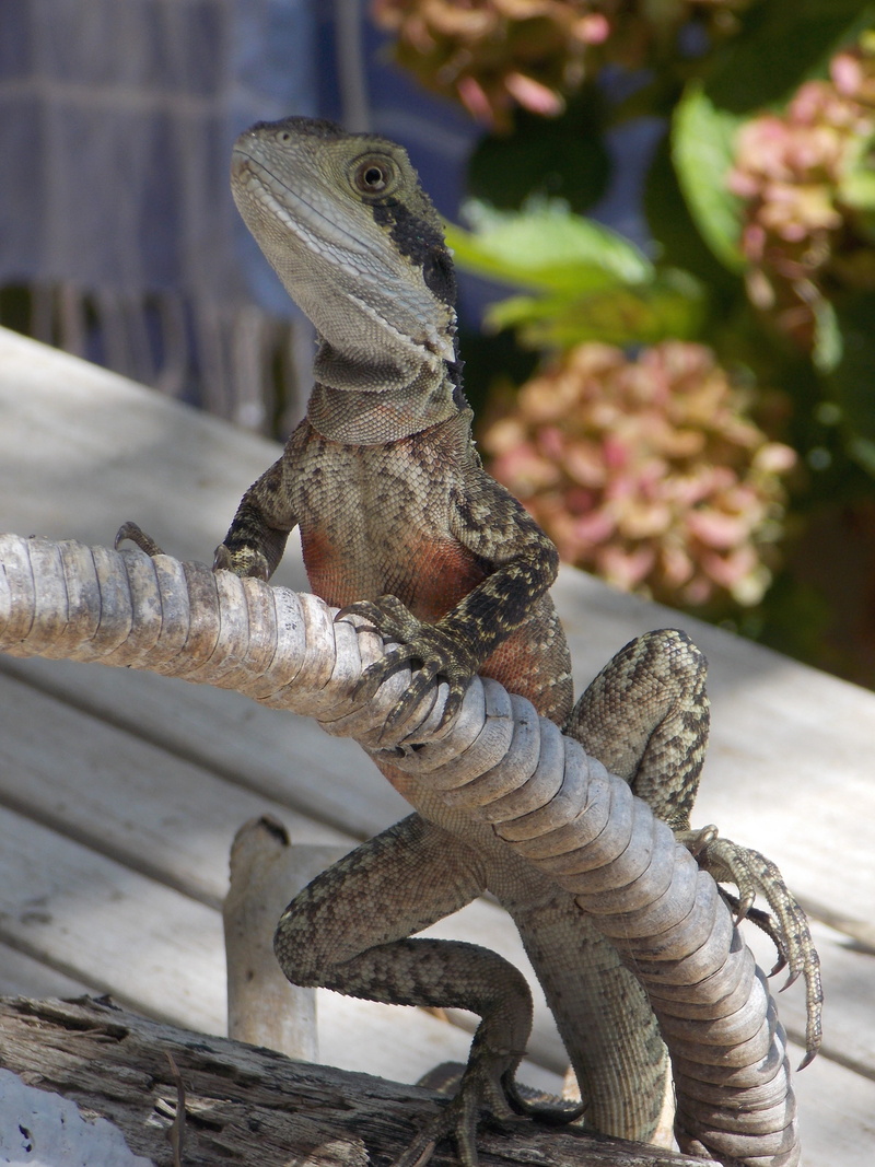 day, looking, one animal, animal scale, metal, outdoors, reptile, 5K, close-up, iguana, lizard, plant, animal themes, water dragon, nature, animals in the wild