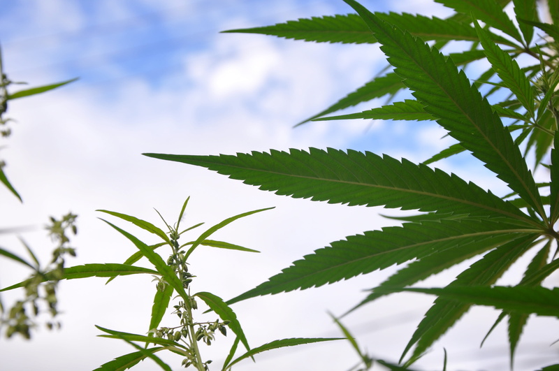 outdoors, tree, nature, plant, freshness, plant part, close-up, medicine, beauty in nature, no people, focus on foreground, day, herb, growth, hashish