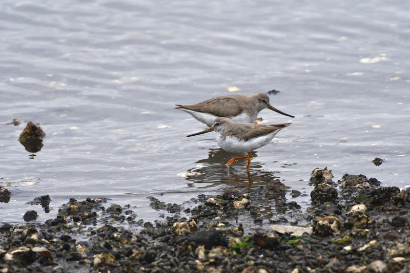 no people, animal themes, rock, animals in the wild, 5K, water, bird, beach, rock - object, animal, solid hashish gear, the, sea, day, outdoors, animal wildlife