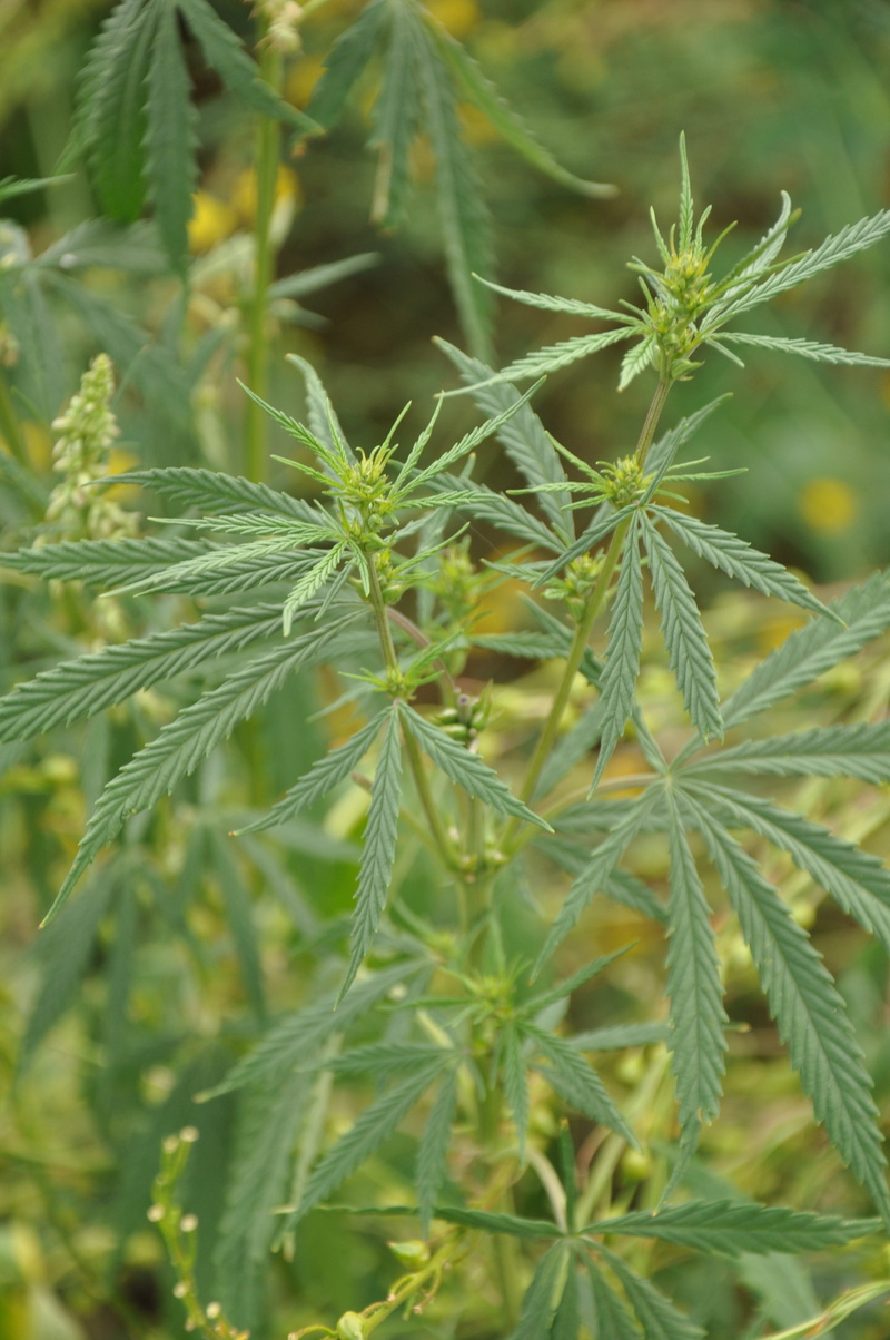 leaf, green color, plant, greens, nature, land, hemp, beauty in nature, spiked, drug, 4K, selective focus, field, herb, weed, day, cannabis, focus on foreground