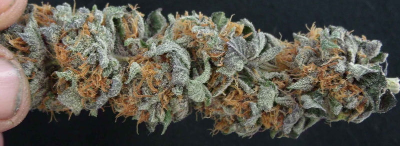 studio shot, no people, indoors, alternative medicine, food and drink, plant, herbal medicine, healthcare and medicine, nature, marijuana - herbal cannabis